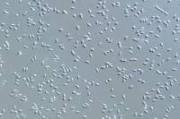 Spermatozoïdes d'Oursin (Paracentrotus lividus) x100
